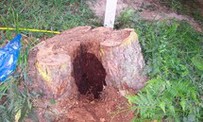 Cavity within a tree stump created by a termite nest Cavity within a tree stump created by a termite nest